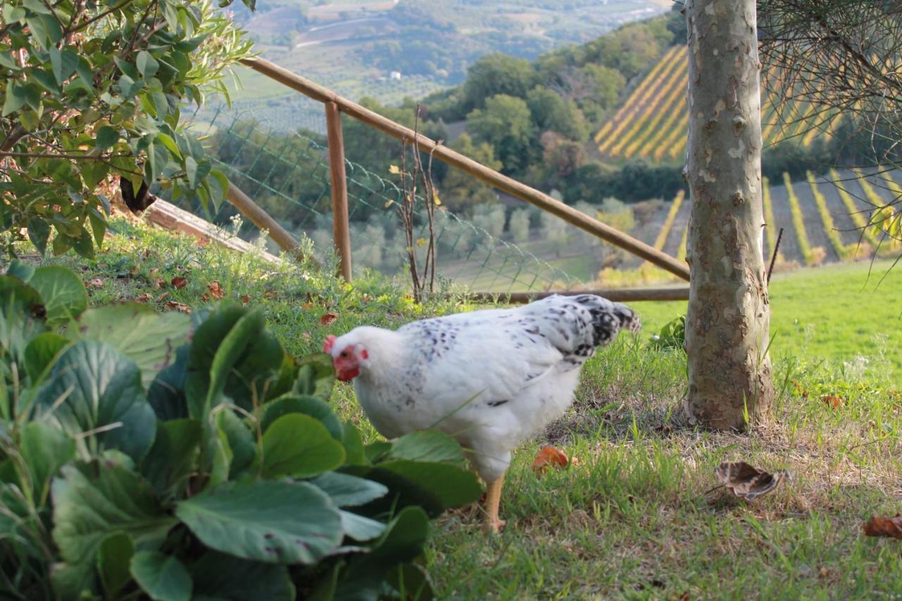 Agriturismo Il Poderuccio Castiglione d'Orcia Exterior photo